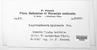 Septoriella vagans image